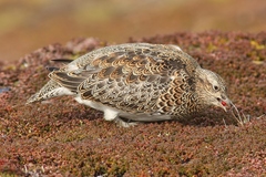 Attagis malouinus