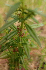 Ammannia baccifera