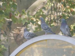 Columba livia domestica