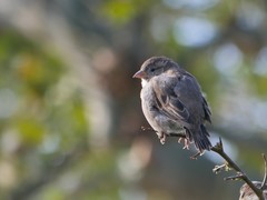 Passer domesticus