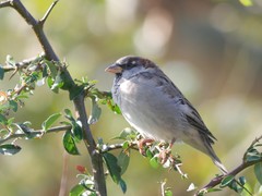 Passer domesticus