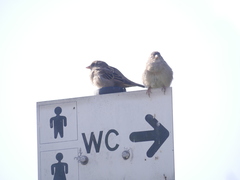 Passer domesticus