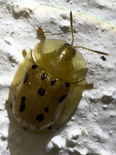Aspidomorpha nigromaculata