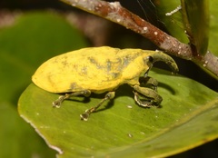 Ileomus