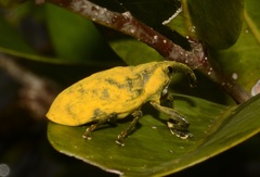 Ileomus