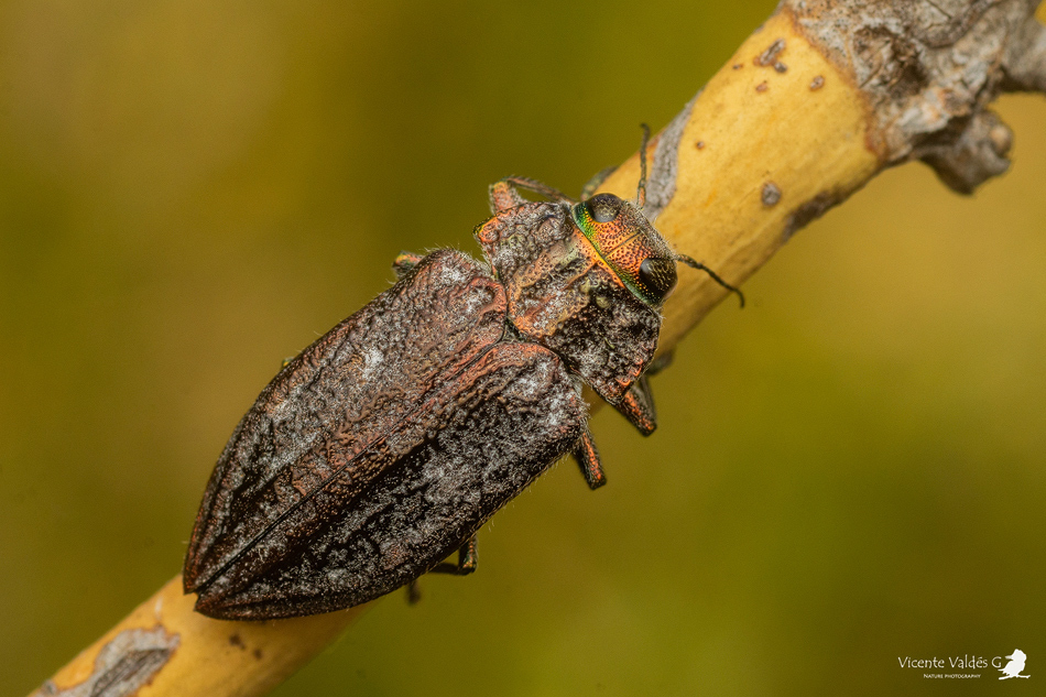 Chrysobothris bothrideres