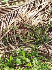 Dendrophidion percarinatum