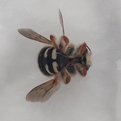 Anthidium gayi