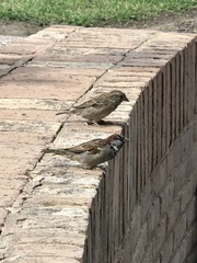 Passer domesticus