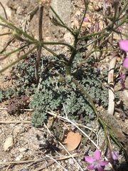 Gilia leptantha