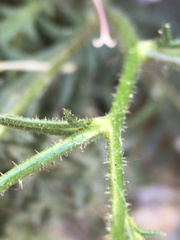 Gilia leptantha