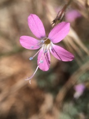 Gilia leptantha