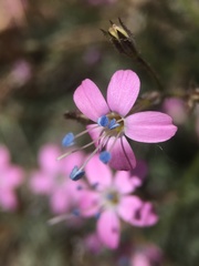 Gilia leptantha