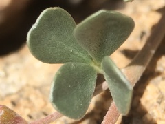 Acmispon argyraeus argyraeus