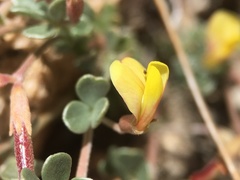 Acmispon argyraeus argyraeus