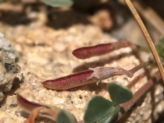 Acmispon argyraeus argyraeus
