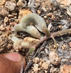 Astragalus leucolobus