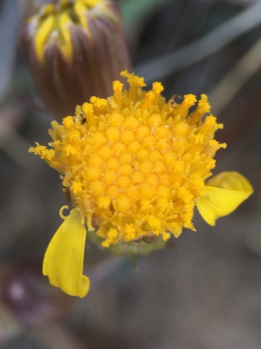 Image of Packera ionophylla by (c) Matt Berger, some rights reserved (CC BY)