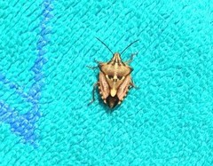 Carpocoris mediterraneus