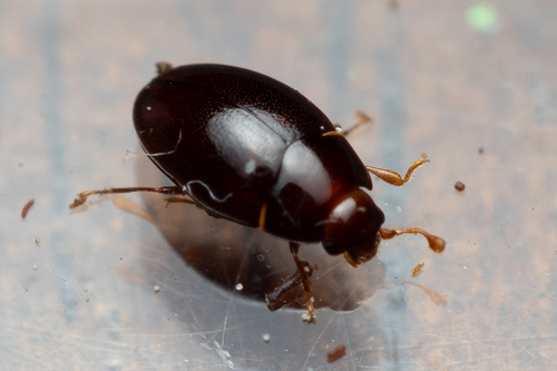 Hypodacne punctata