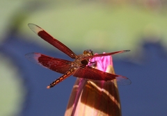Neurothemis ramburii