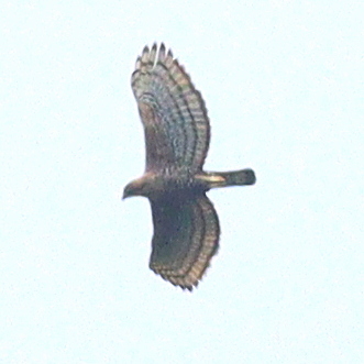 Javan Hawk-Eagle (Nisaetus bartelsi), photo 6