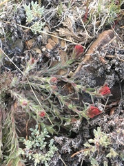 Castilleja cinerea
