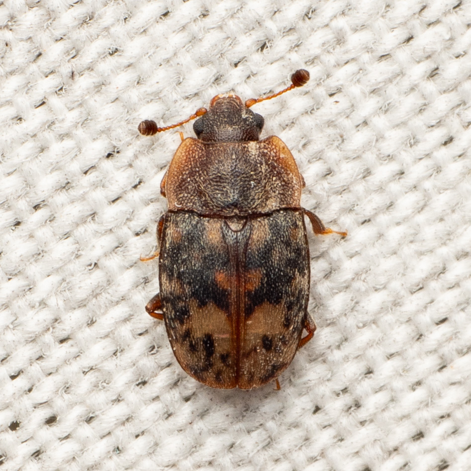 Northern Sap Beetle