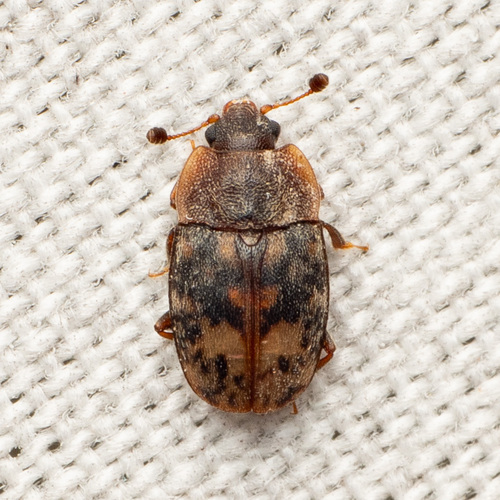 Northern Sap Beetle