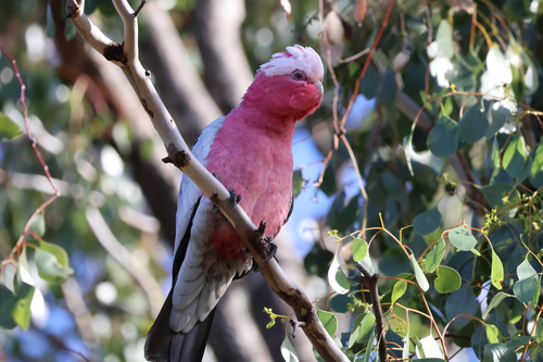 Galah