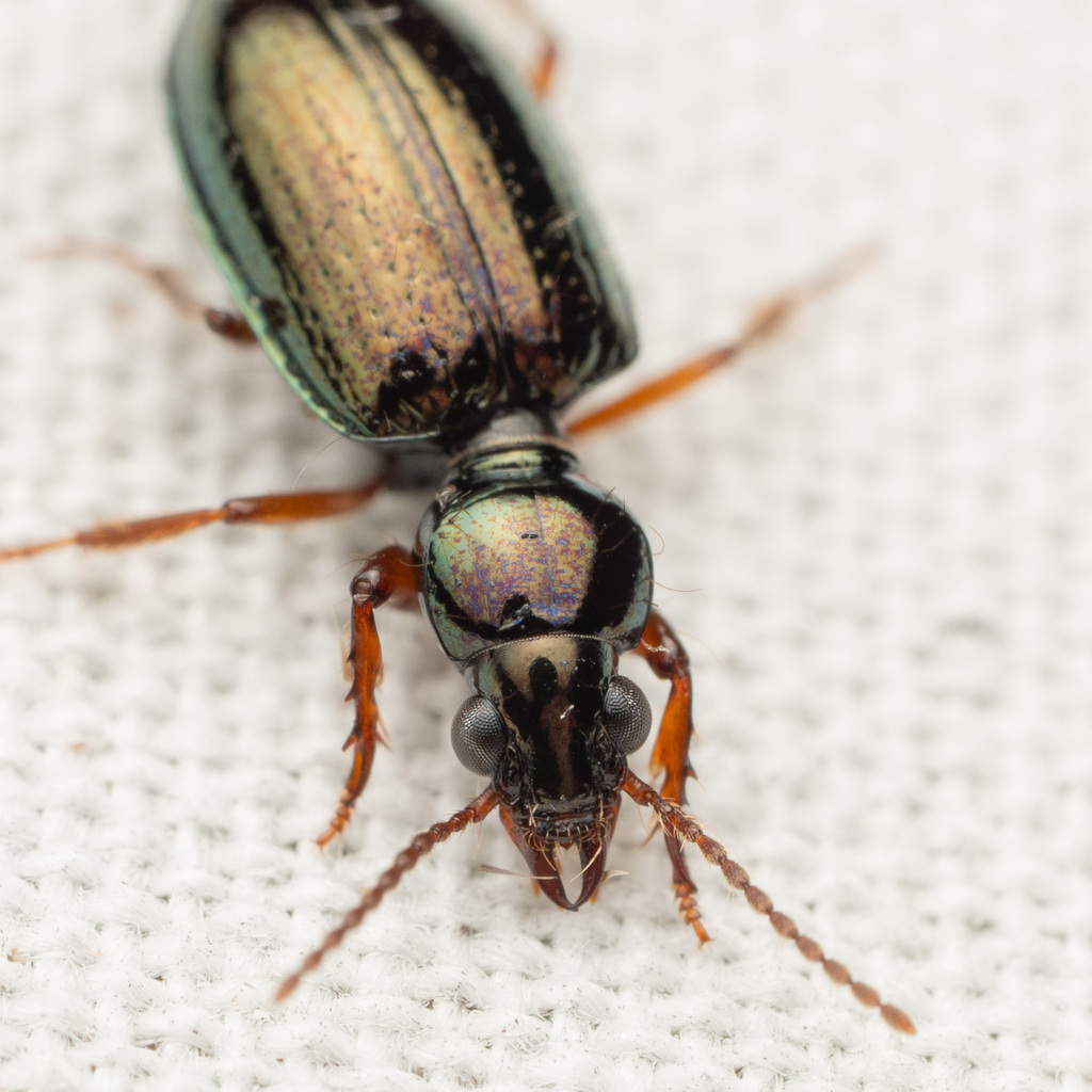 Green Semipoint-mouth Beetle
