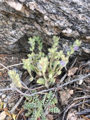 Phacelia austromontana