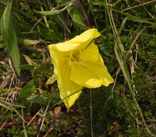Oenothera macrocarpa