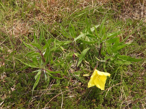 Oenothera macrocarpa