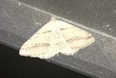 Macariini