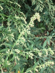 Artemisia vulgaris