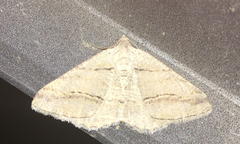 Macariini