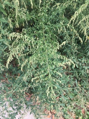 Artemisia vulgaris