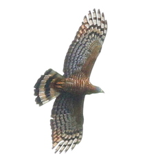 Hook-Billed Kite photo 3