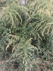 Artemisia vulgaris