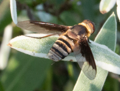 Exoprosopa brevirostris