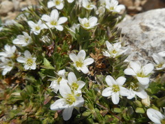 Arenaria ciliata