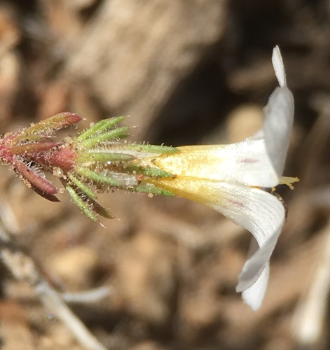 Image of Linanthus killipii by (c) Matt Berger, some rights reserved (CC BY)