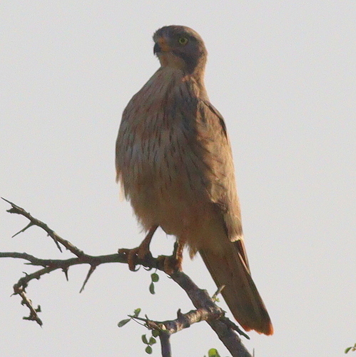 Grasshopper Buzzard (Butastur rufipennis), photo 2