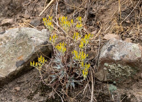 Dudleya verityi