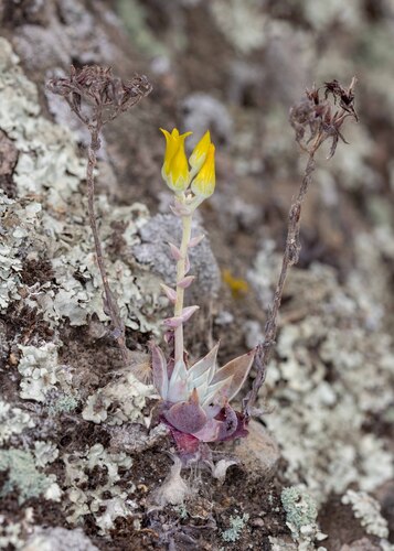 Dudleya verityi