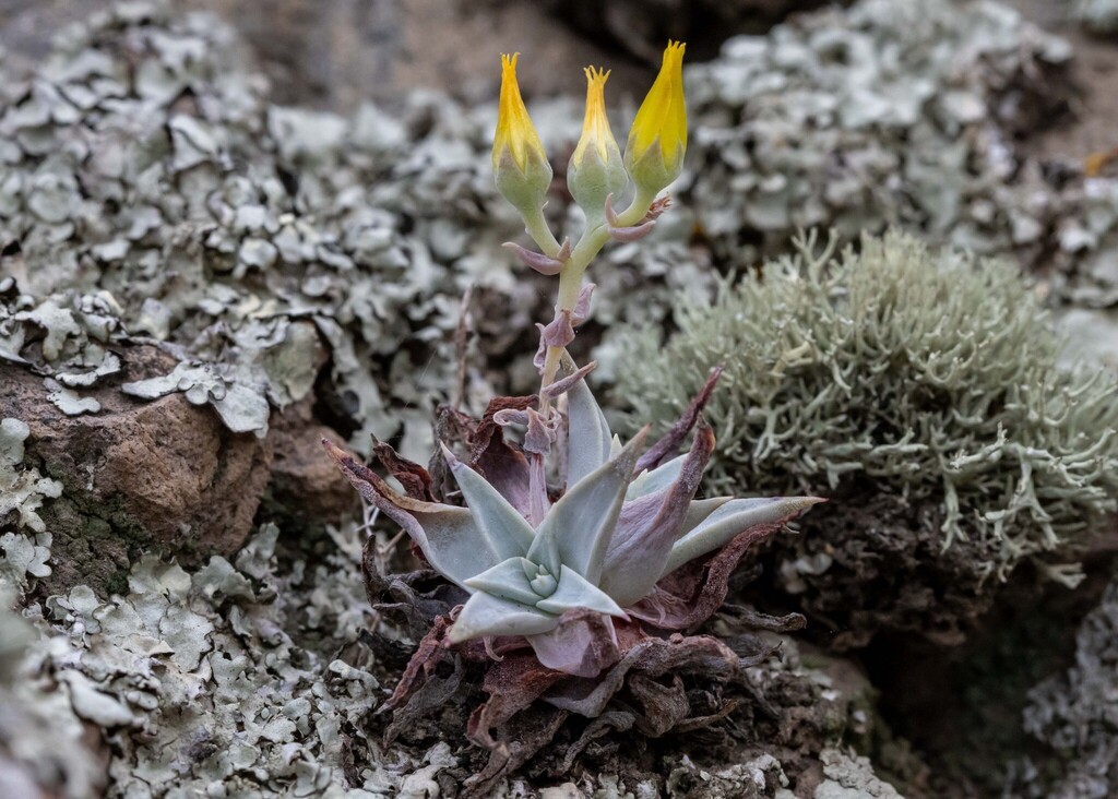 Dudleya verityi, Ventura County, US-CA, US