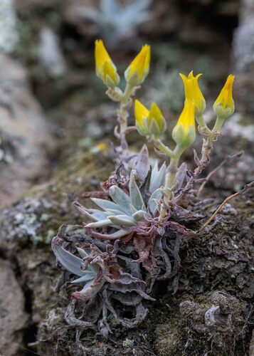 Dudleya verityi