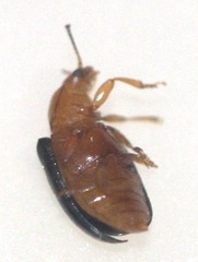 Triplax thoracica