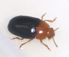 Triplax thoracica